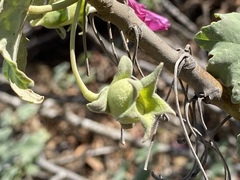 Malva assurgentiflora