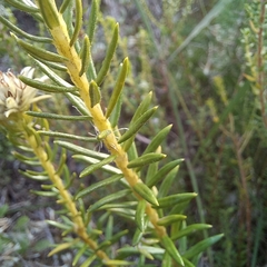 Phylica dodii