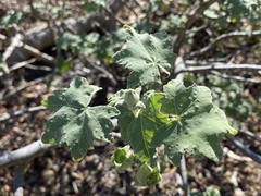 Malva assurgentiflora
