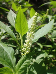 Phytolacca icosandra
