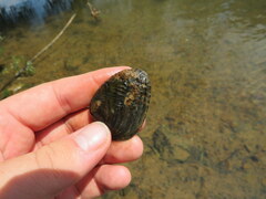 Lemiox rimosus