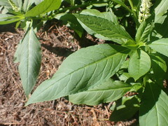 Phytolacca icosandra