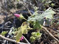 Malva assurgentiflora