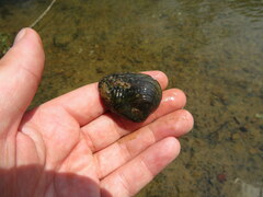 Lemiox rimosus