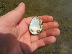 Lemiox rimosus