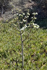Malva assurgentiflora