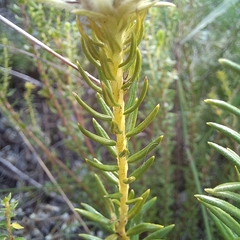 Phylica dodii