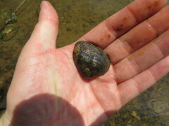 Lemiox rimosus