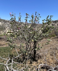 Malva assurgentiflora