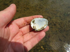 Lemiox rimosus