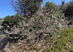 Malva assurgentiflora