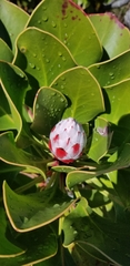 Protea cynaroides