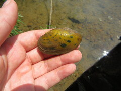 Cambarunio taeniatus