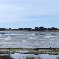 Porphyrio melanotus melanotus