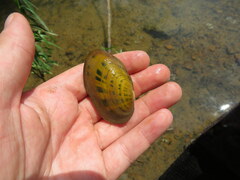 Cambarunio taeniatus