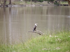 Phalacrocorax varius