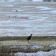 Porphyrio melanotus melanotus