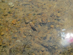 Cambarunio taeniatus