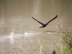 Phalacrocorax varius