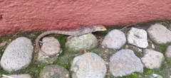 Gerrhonotus infernalis