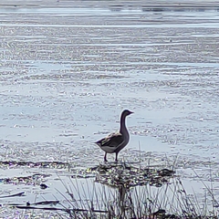 Anser anser domesticus