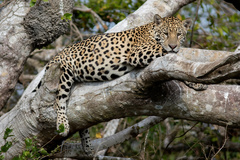 Panthera onca