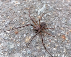 Larinioides patagiatus