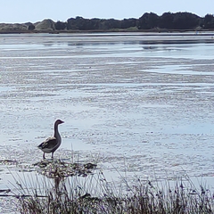 Anser anser domesticus