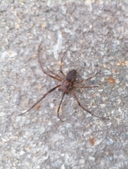 Larinioides patagiatus