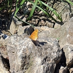 Argynnis