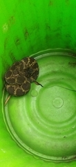 Crotalus molossus nigrescens