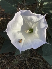 Copestylum haagii