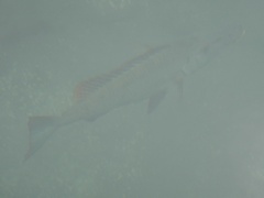 Lethrinus olivaceus