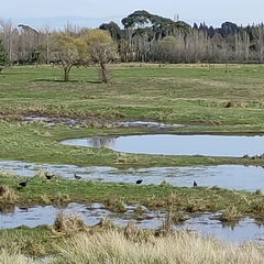 Porphyrio melanotus melanotus