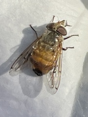Copestylum haagii