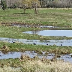 Porphyrio melanotus melanotus