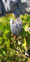 Protea cynaroides