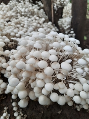 Termitomyces microcarpus