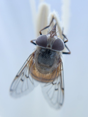 Copestylum haagii