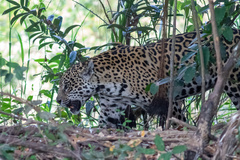 Panthera onca
