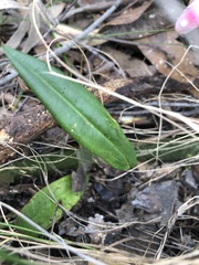 Cryptostylis subulata