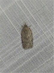 Isotenes miserana