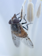 Copestylum haagii