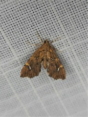 Musotima nitidalis