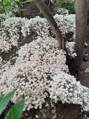 Termitomyces microcarpus
