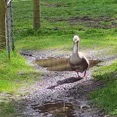 Anser anser domesticus