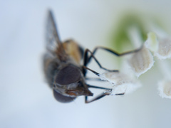 Copestylum haagii