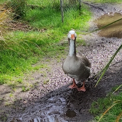 Anser anser domesticus