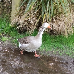 Anser anser domesticus