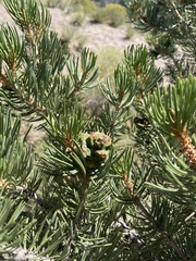 Pinus edulis